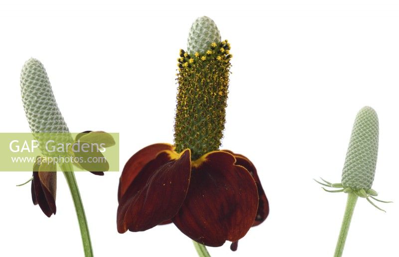 Ratibida columnifera f. pulcherrima 'Red Midget' Mexican Hat Prairie échinacée Fleurs et bourgeons Août