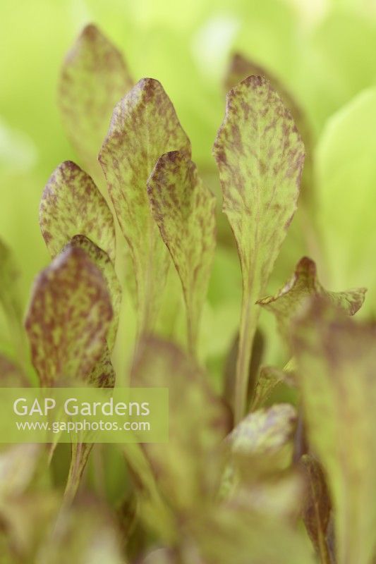 Lactuca sativa « Intred » Plants de laitue cultivés pour les feuilles de salade Juillet