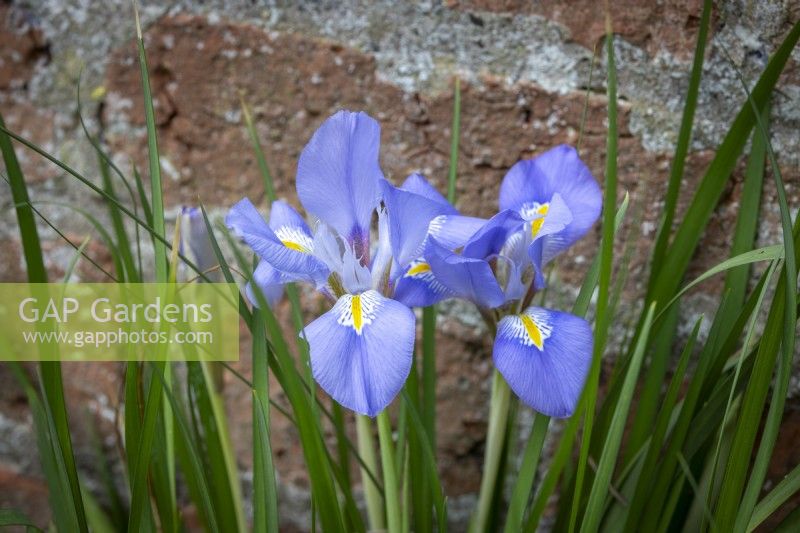 Iris unguiculaire syn. Iris stylosa - Iris algérien