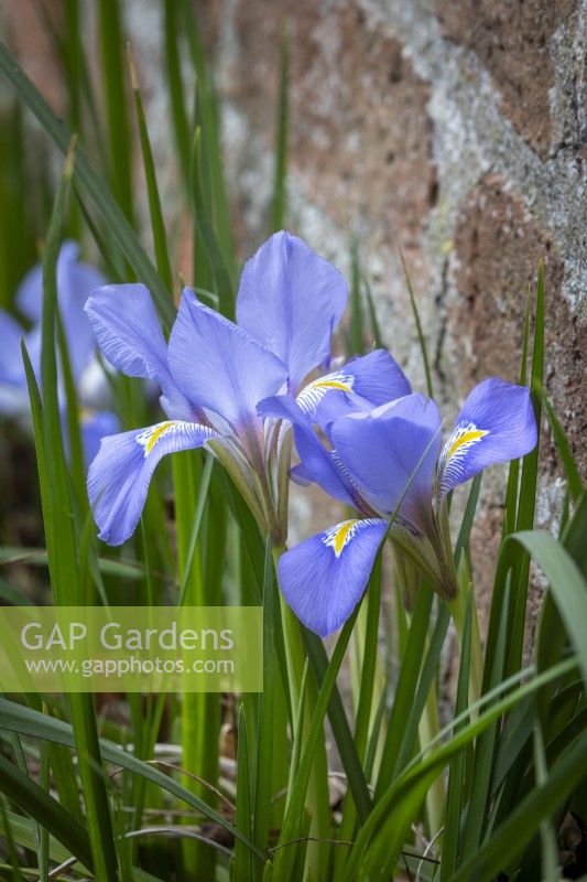 Iris unguiculaire syn. Iris stylosa - Iris algérien