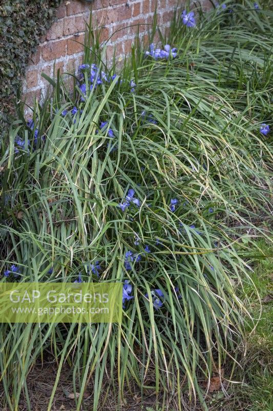 Montrant les feuilles défraîchies d'Iris unguicularis syn. Iris stylosa - Iris algérien