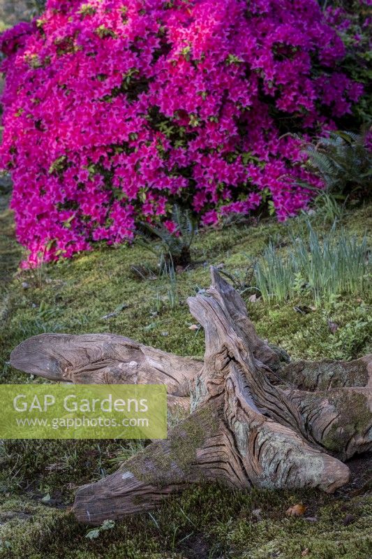 L'azalée Kurume rose fleurit derrière une souche d'arbre laissée comme ornement dans un jardin boisé
