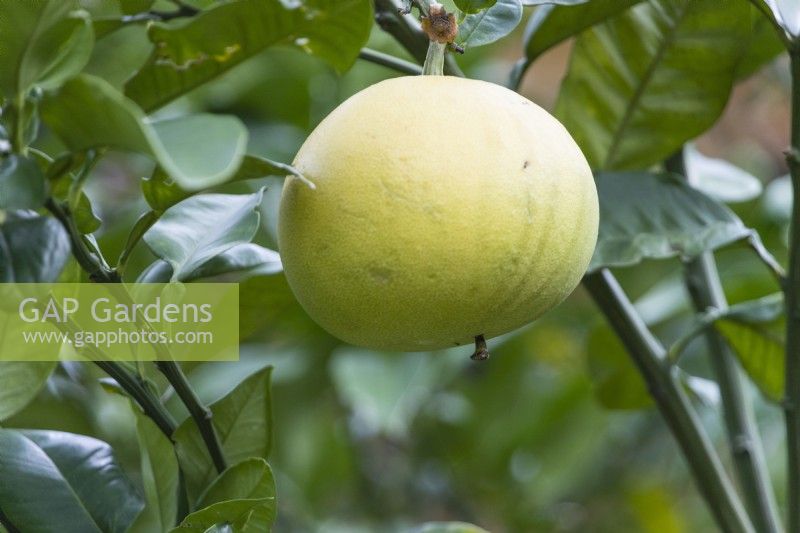 Citrus maxima 'Egami Buntan' - fruit unique sur l'arbre