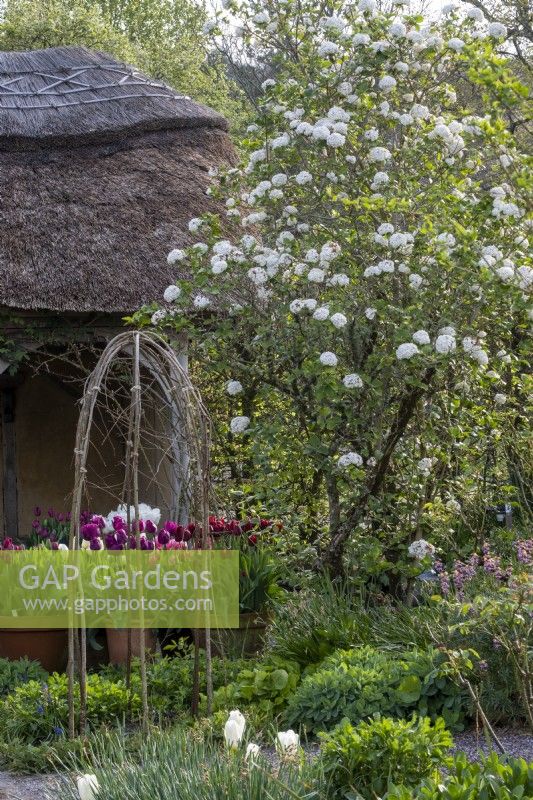 Jardin de campagne informel au printemps, avec tulipes en pots et supports de plantes tressées en noisetier. Grand arbuste, Viburnum carlesii Diana derrière