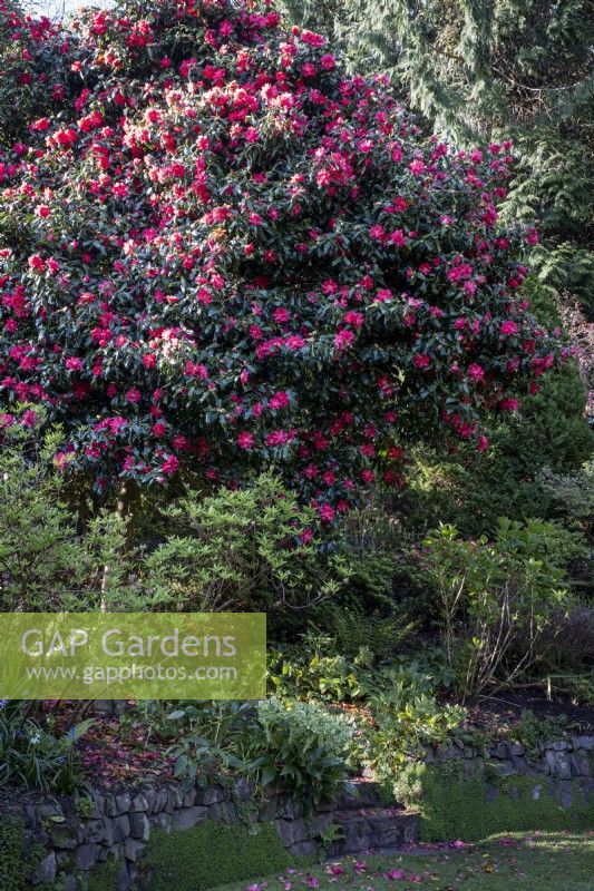 Camellia japonica 'Lady Vansittart Red' au-dessus du chemin menant au jardin boisé