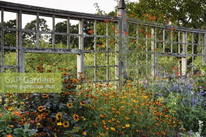 Écran en bois à l'arrière d'un parterre de fleurs planté de plantes vivaces de fin de saison, notamment d'héliopsis et de tagetes, au Parham House Garden en septembre