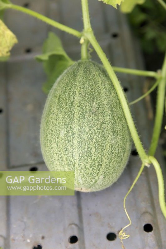 Cucumis melo - Melon Cantaloup Retato Degli Ortolani reposant sur un bac à graines pour rester à l'écart du sol