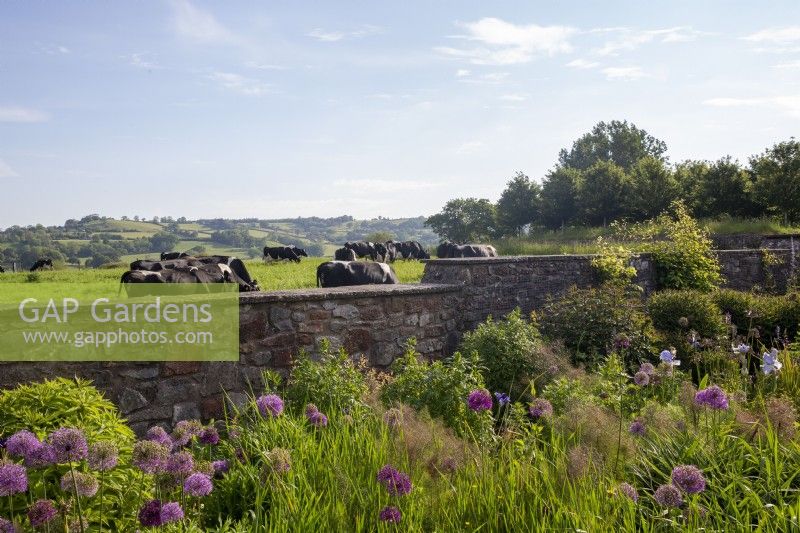 Alliums, Foeniculum vulgare 'Purpureum' - Mur de jardin en bronze avec fenouil et iris avec vaches paissant dans les pâturages