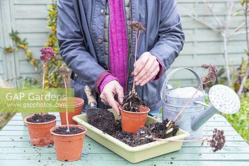 Femme plantant des boutures de Sedum 'Herbstfreude' enracinées dans des pots individuels