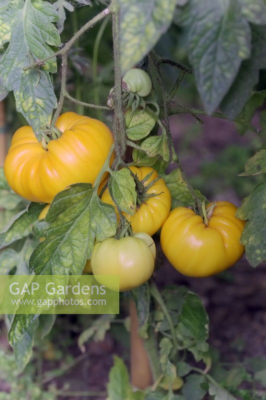 Solanum lycopersicum Orange allemande Fraise Tomate