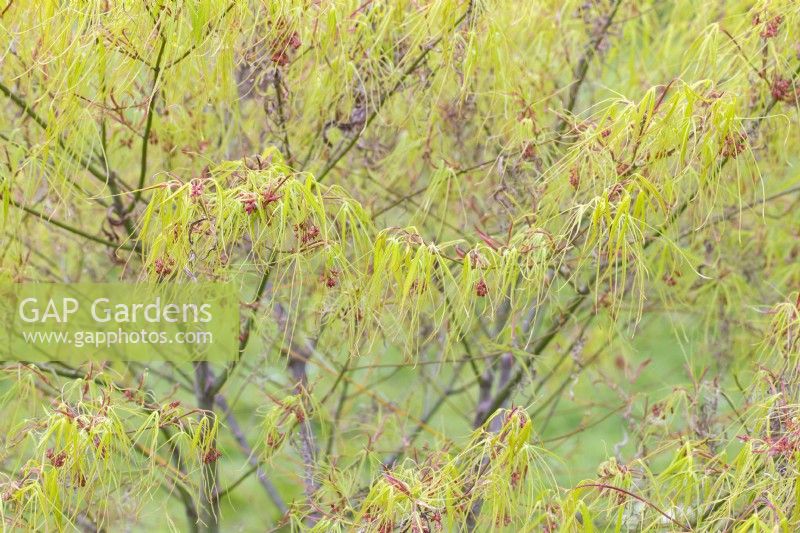 Acer palmatum 'Koto no ito' - avril, printemps