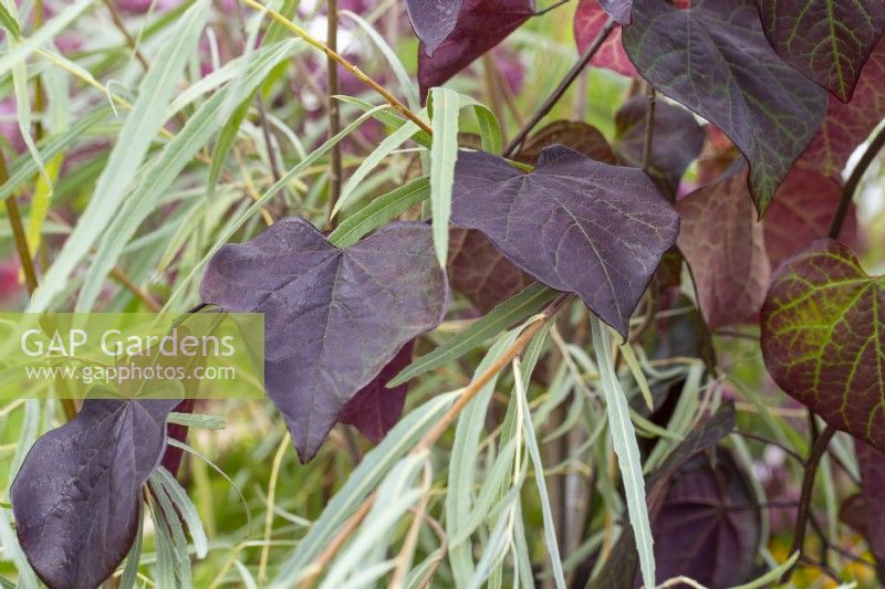 Cercis canadensis 'Ruby Falls'