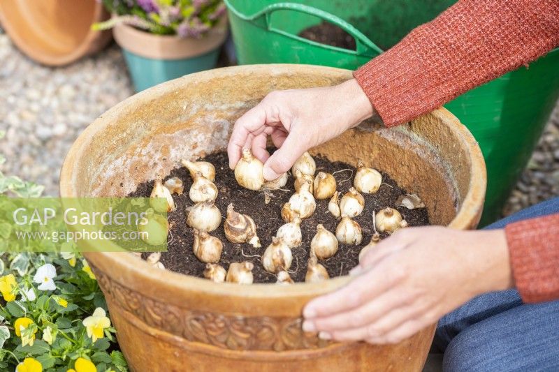 Femme plantant des bulbes de Narcisse 'Tête-à-Tête' dans un grand pot
