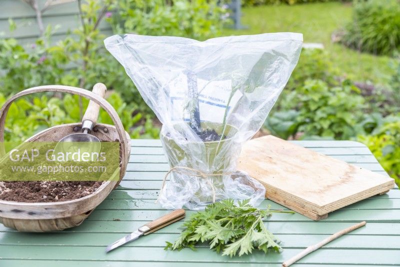 Boutures de mûres « Oregon Thornless » en pot recouvertes d'un sac en plastique transparent