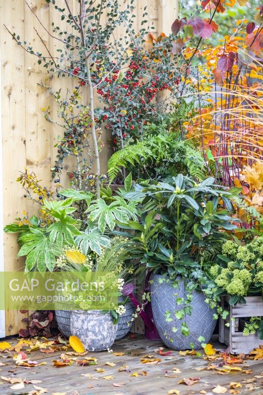 Pots plantés de Fatsia japonica 'Spiderweb', Skimmia 'Oberries White' et Rhododendrom 'Madame Masson' avec des feuilles d'automne éparpillées sur la terrasse en bois