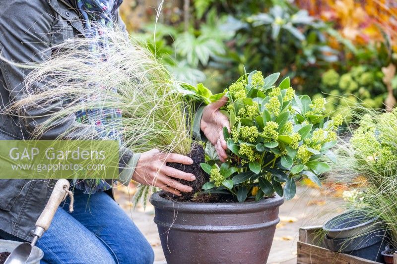 Femme plantant Stipa tenuissima 'Pony Tails' en pot avec Skimmia japonica 'Finchy'