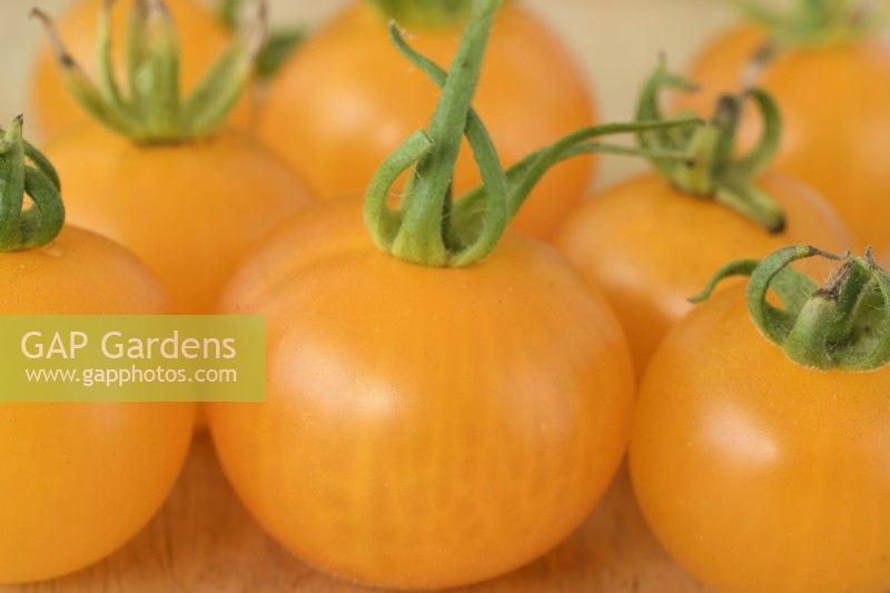 Solanum lycopersicum 'Golden Sunrise' Tomates cueillies Syn. Lycopersicon esculentum septembre