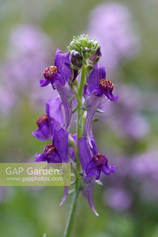 Linaria aeruginea