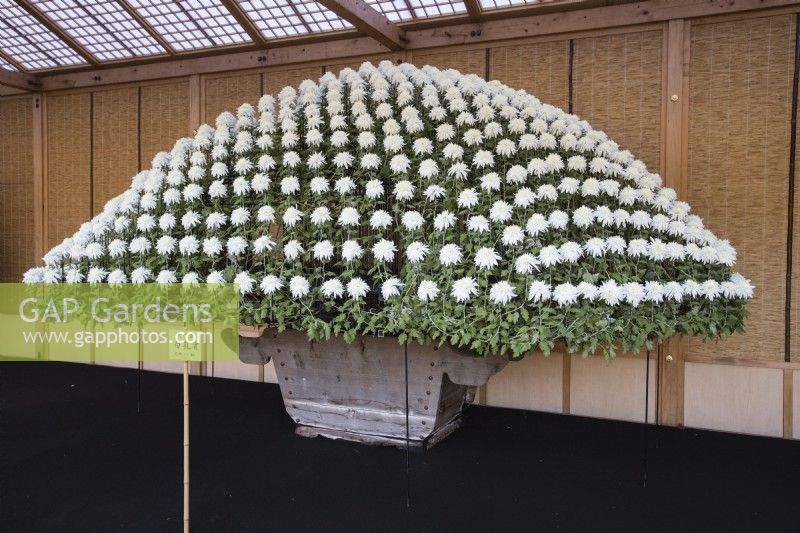 Plante de chrysanthème blanc unique cultivée en pot, palissée et pincée pour produire plusieurs centaines de fleurs en forme de dôme. Cette technique est appelée Ozukuri au Japon où l'image a été prise.