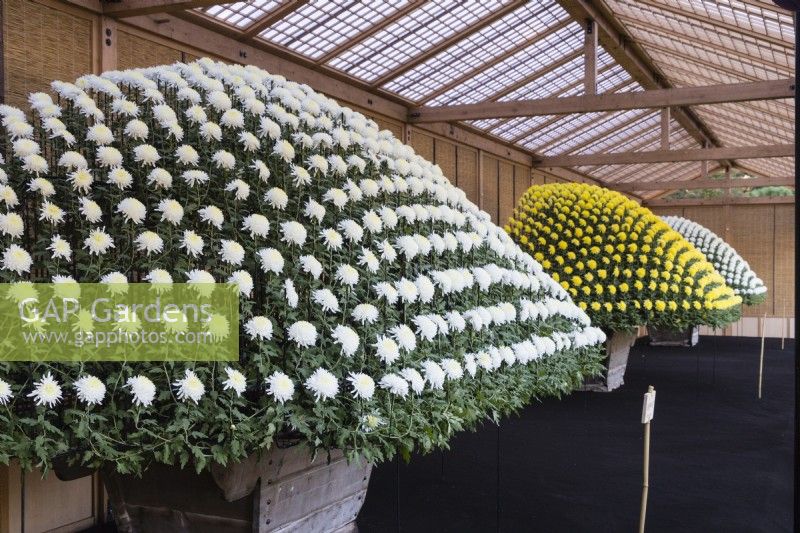 Plantes de chrysanthèmes blanches et jaunes cultivées en pots, palissées et pincées pour produire plusieurs centaines de fleurs en forme de dôme. Cette technique est appelée Ozukuri au Japon où l'image a été prise