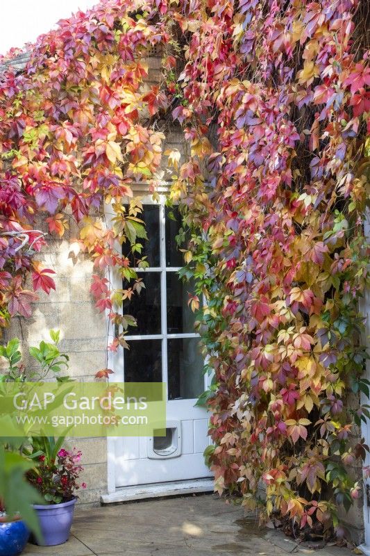 Couleurs d'automne de Parthenocissus quinquefolia autour d'une porte à April House, Gloucestershire,