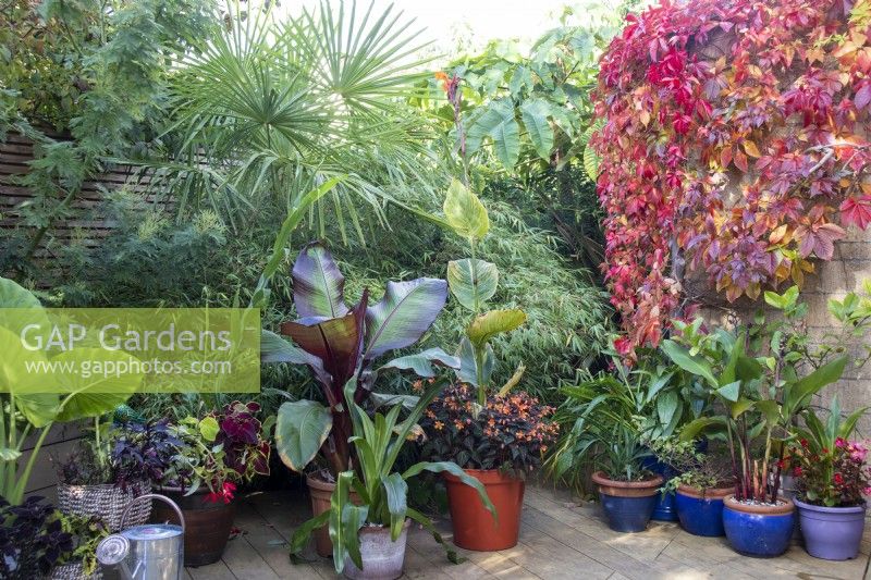 Exposition de plantes cultivées en pot à April House, Gloucestershire, notamment Ensete ventricosum 'Maurelii' et Begonia 'Burning Embers' avec toile de fond de bambou et Parthenocissus quinquefolia.