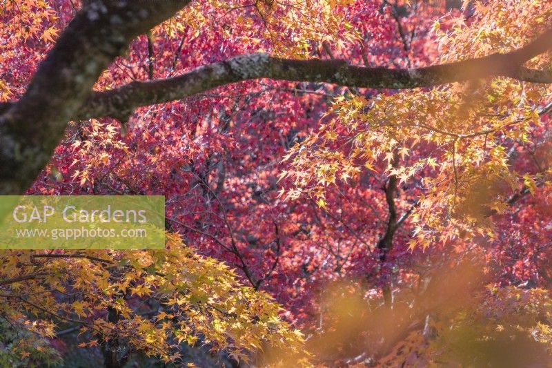 Acers rétro-éclairés aux couleurs d'automne dans le jardin de la vallée.
