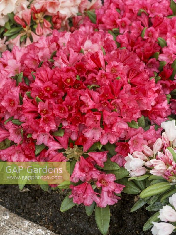 Rhododendron yakushimanum Florkissen, printemps mai
