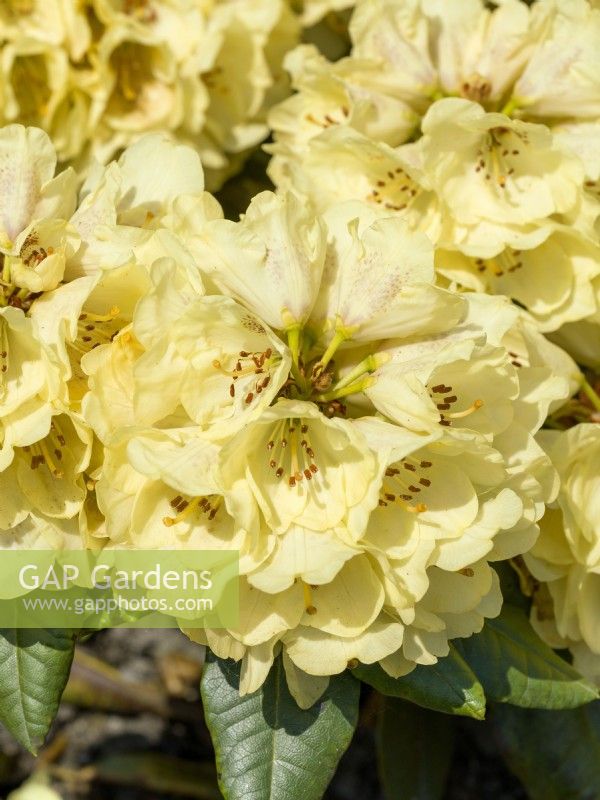 Rhododendron yakushimanum Goldprinz, printemps mai