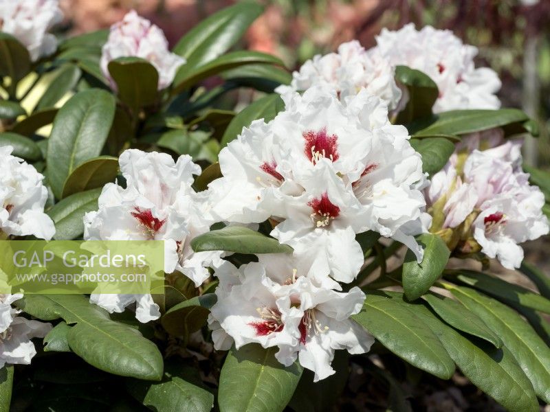 Rhododendron yakushimanum Eutiner Symphonie, printemps mai