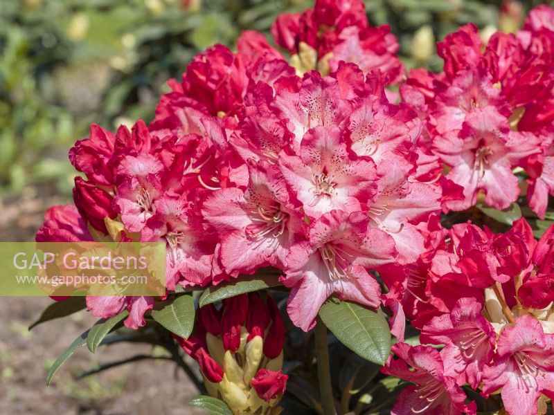 Rhododendron yakushimanum Pingpong, printemps mai