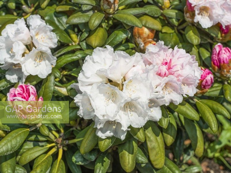 Rhododendron yakushimanum Koichiro Wada, printemps mai