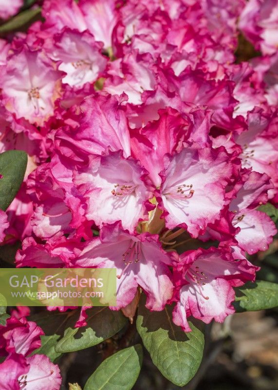 Rhododendron yakushimanum-Hybride Kokette, printemps mai
