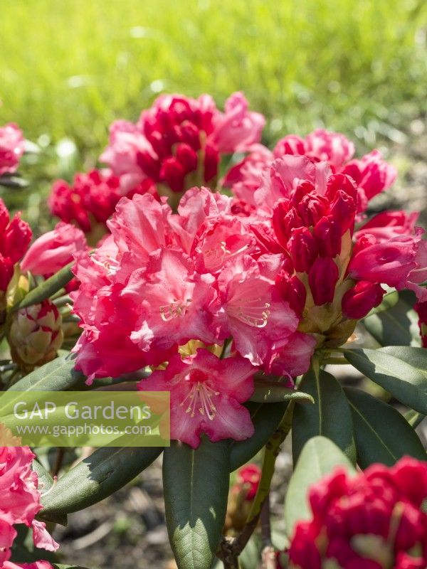 Rhododendron yakushimanum Anilin, printemps mai