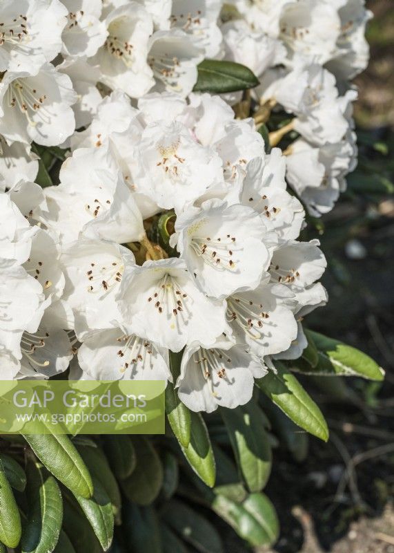 Rhododendron yakushimanum Yaku Angel, printemps mai