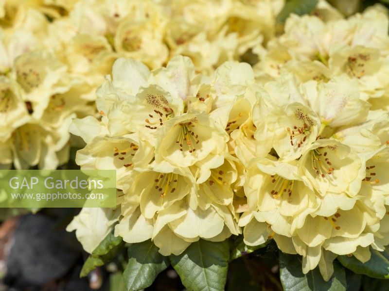 Rhododendron yakushimanum Goldprinz, printemps mai