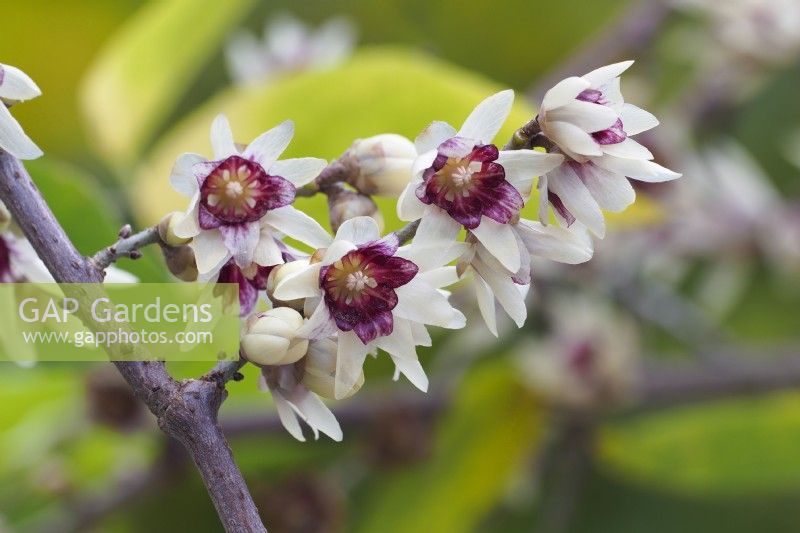 Chimonanthus praecox - douce d'hiver
