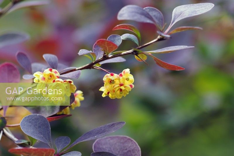 berberis thunbergii - montrant de minuscules fleurs en mai