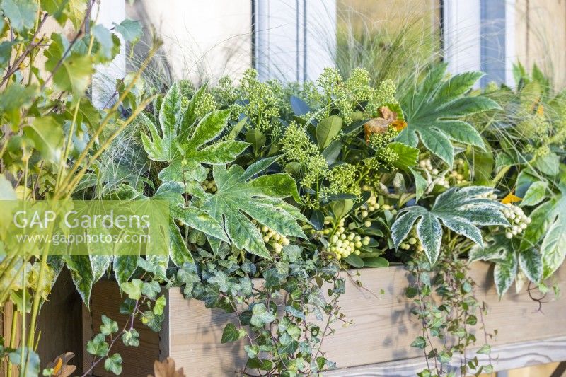 Jardinière en bois plantée de Fatsia japonica 'Spiderweb', Skimmia japonica 'Finchy' et 'Oberries White', Stipa tenuissima 'Pony Tails' et Ivy