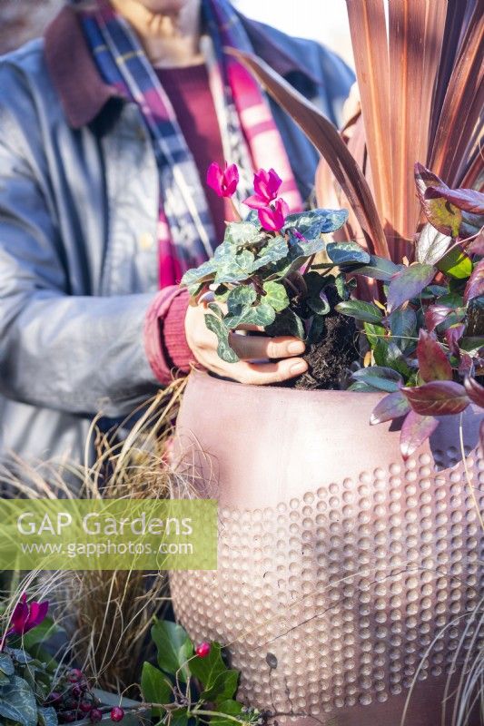 Femme plantant du Cyclamen en pot avec Cordyline 'Red Star', Carex 'Bronco' et Leucothoe 'Zeblid'
