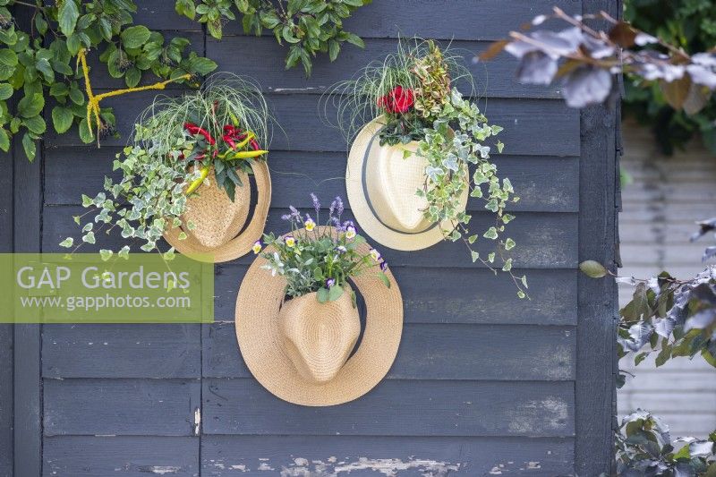Jardinières à chapeau contenant du lierre, du piment, du Carex, du Coprosma, du Cyclamen, de la lavande et des altos accrochées à un mur en bois