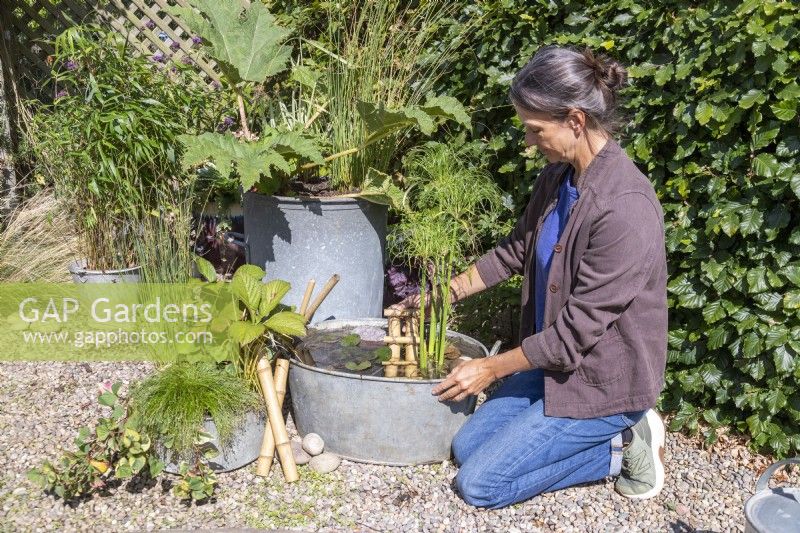 Femme plaçant une petite échelle en bambou dans un bassin rempli d'eau afin que tout animal sauvage qui entre puisse en sortir