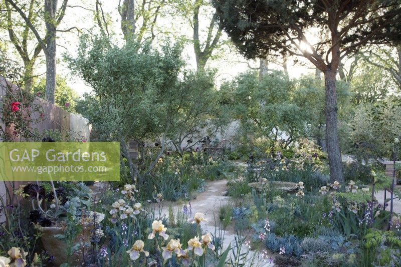 Le jardin Nurture Landscapes planté de plantes sélectionnées par Cedric Morris et d'un Pinus sylvestris coupé - Concepteur : Sarah Price - Commanditaire : Nurture Landscapes