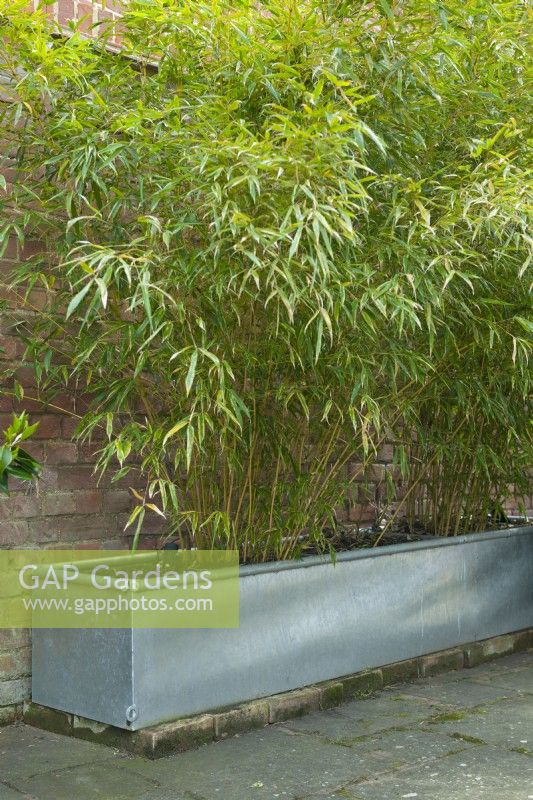 Phyllostachys aureosulcata spectabilis - bambous plantés dans un abreuvoir en métal galvanisé à côté d'un mur de briques. Avril.