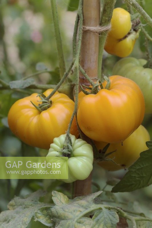 Tomate - Solanum lycopersicum Orange allemande Fraise