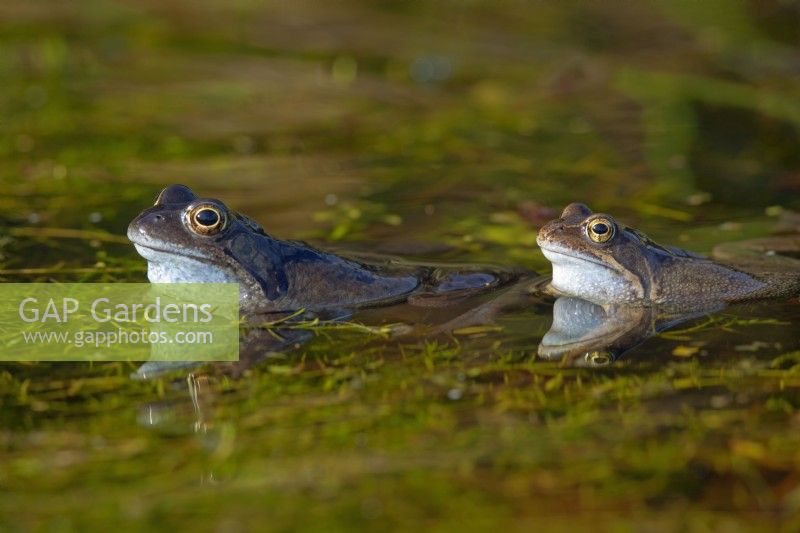 Les grenouilles rousses Rana temporaria dans l'étang de jardin Mars Norfolk