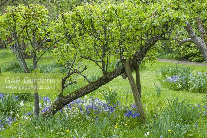 Vieux poirier penché soutenu par un support en bois dans un verger de jardin. Bulbes naturalisés dans l'herbe rugueuse. Avril.