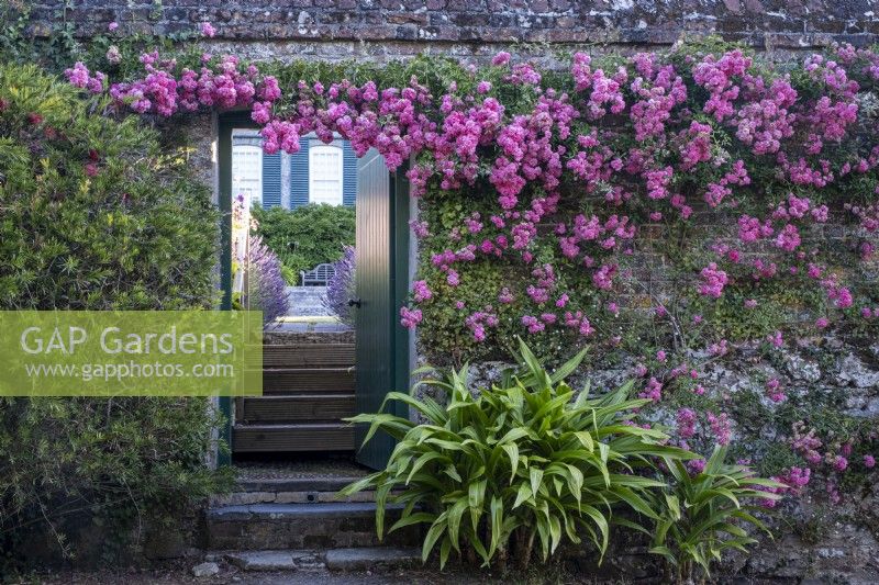 Rosa 'Dorothy Perkins' grimpant sur un mur de briques et vue à travers une porte donnant sur un jardin privé