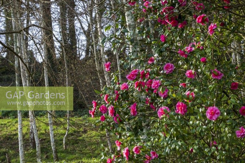 Buisson Camellia x williamsii « Donation » avec peuplement de bouleaux argentés derrière