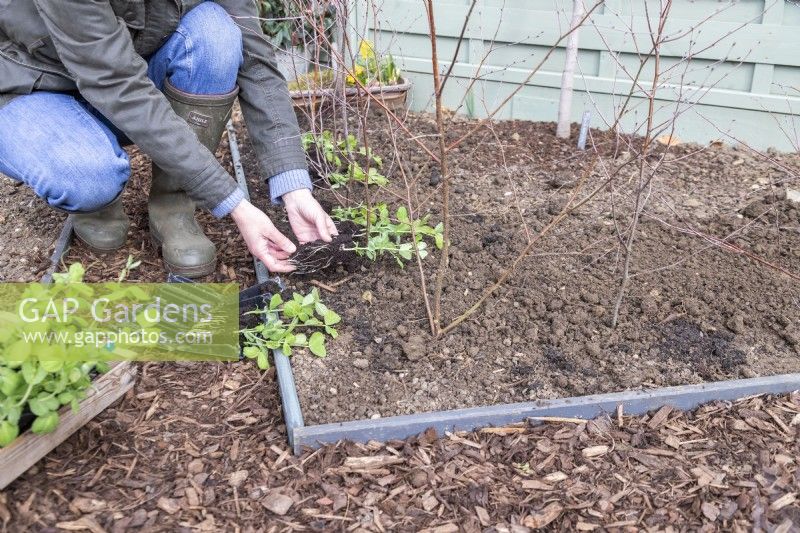 Femme se préparant à planter des plants de pois « Purple Podded »